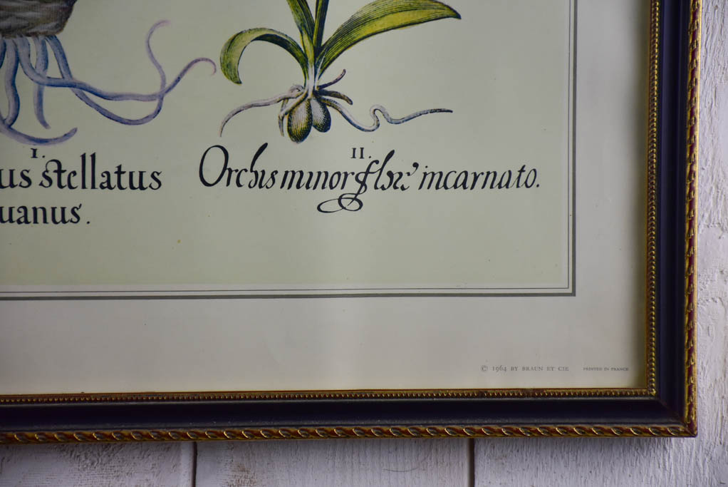 Vintage French botanic art print - Hyacinth 22½" x 26¾"