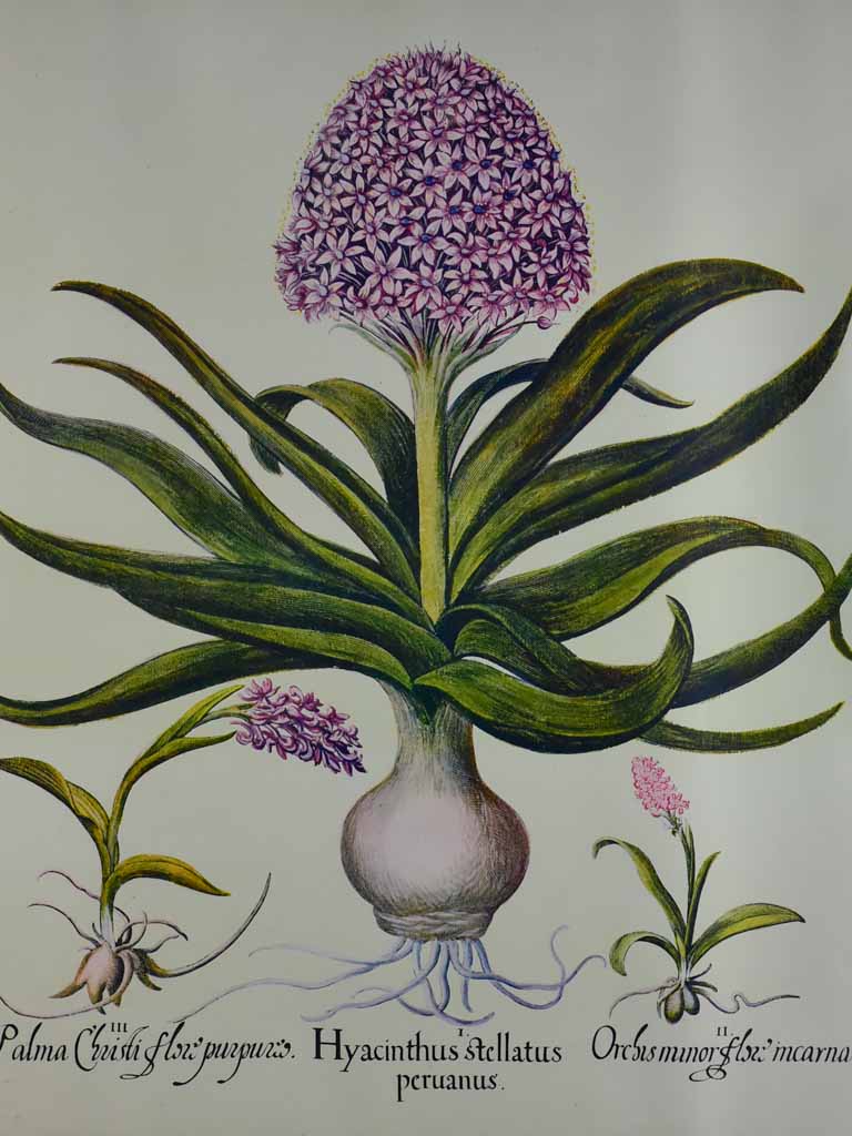 Vintage French botanic art print - Hyacinth 22½" x 26¾"