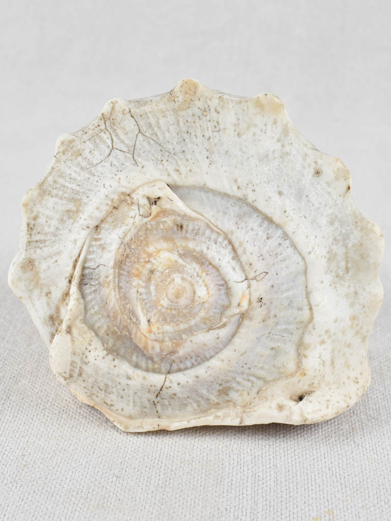 Sun-Kissed Lady on Carved Cameo Shell