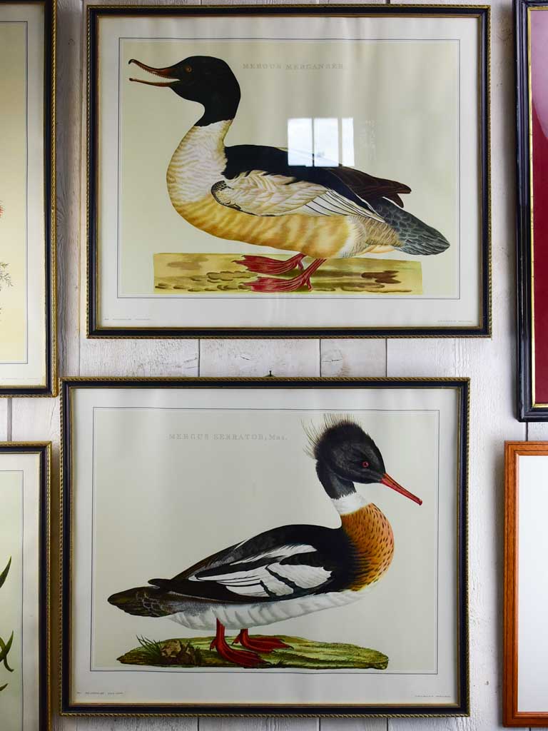 Pair of vintage French engravings - ducks 26¾" x 22"