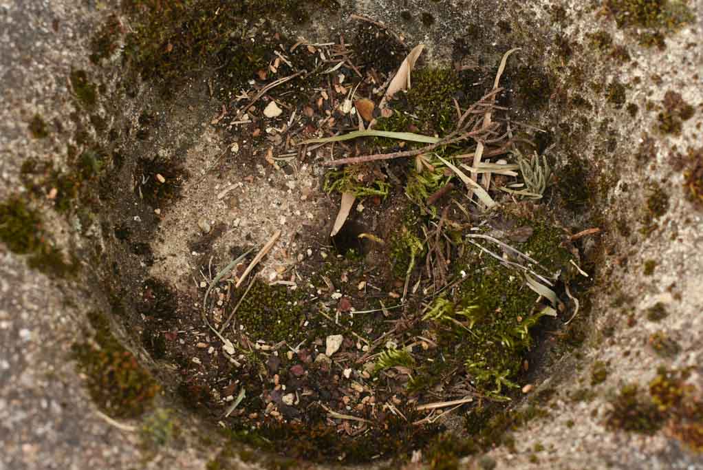 Pair of antique French cement Medici planters