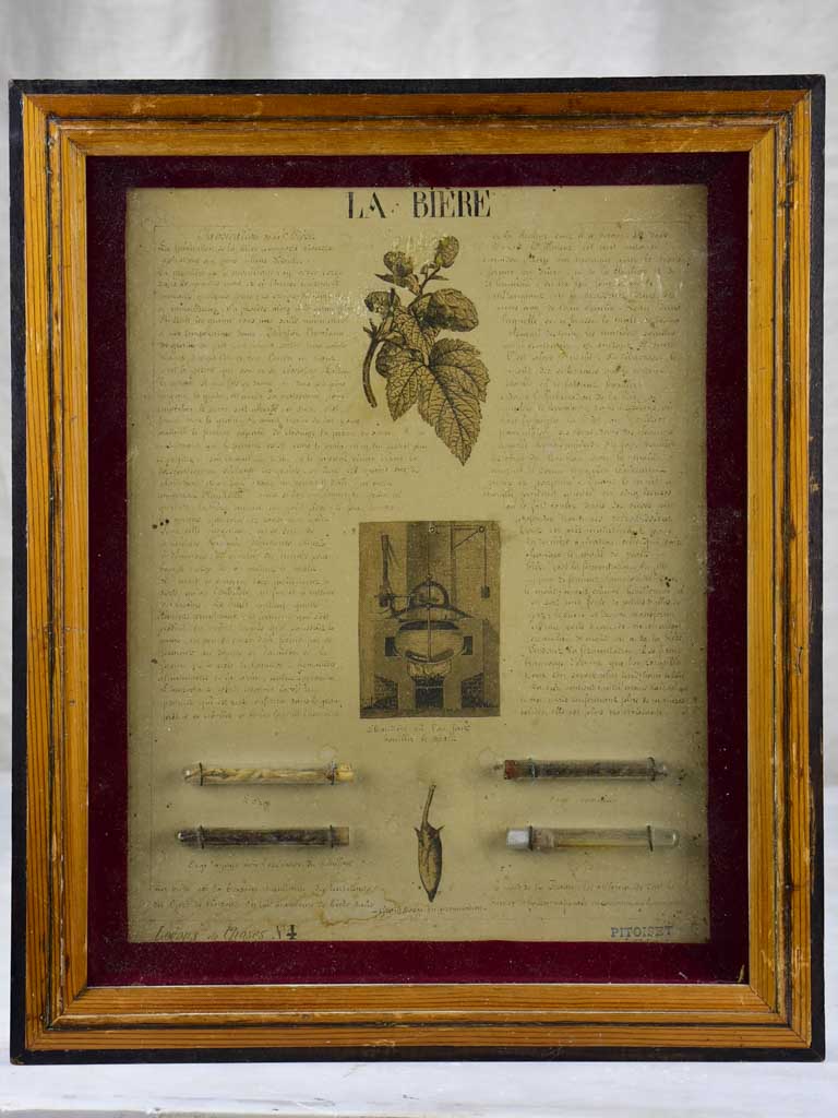 Vintage botanic illustrations curiosities collection