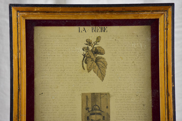 Antique botanic ink drawings in frames