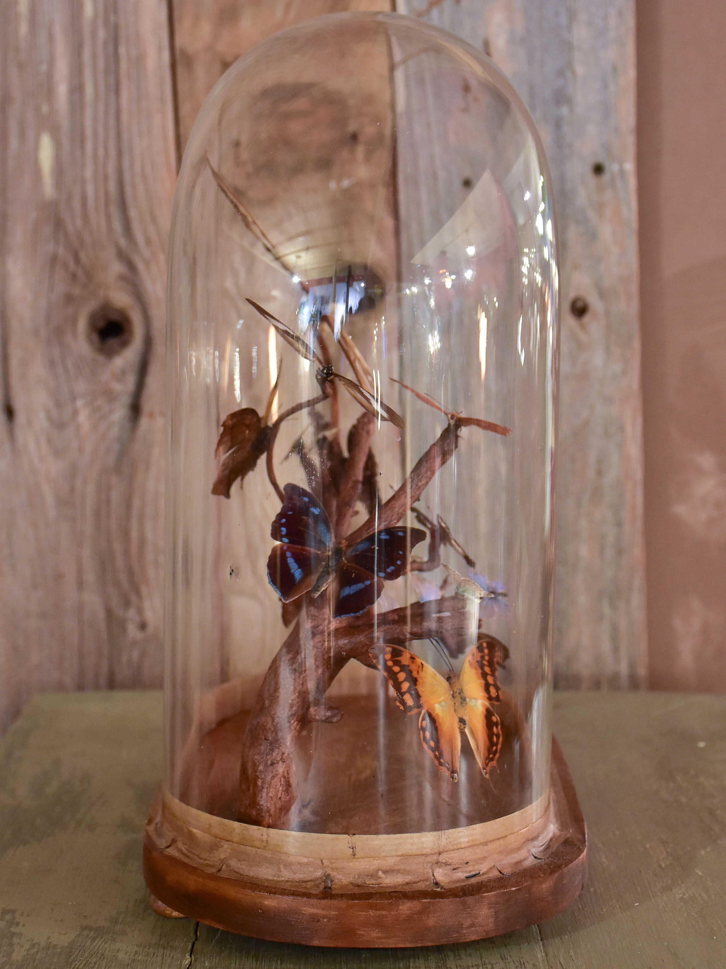Napoleon III glass dome with butterflies
