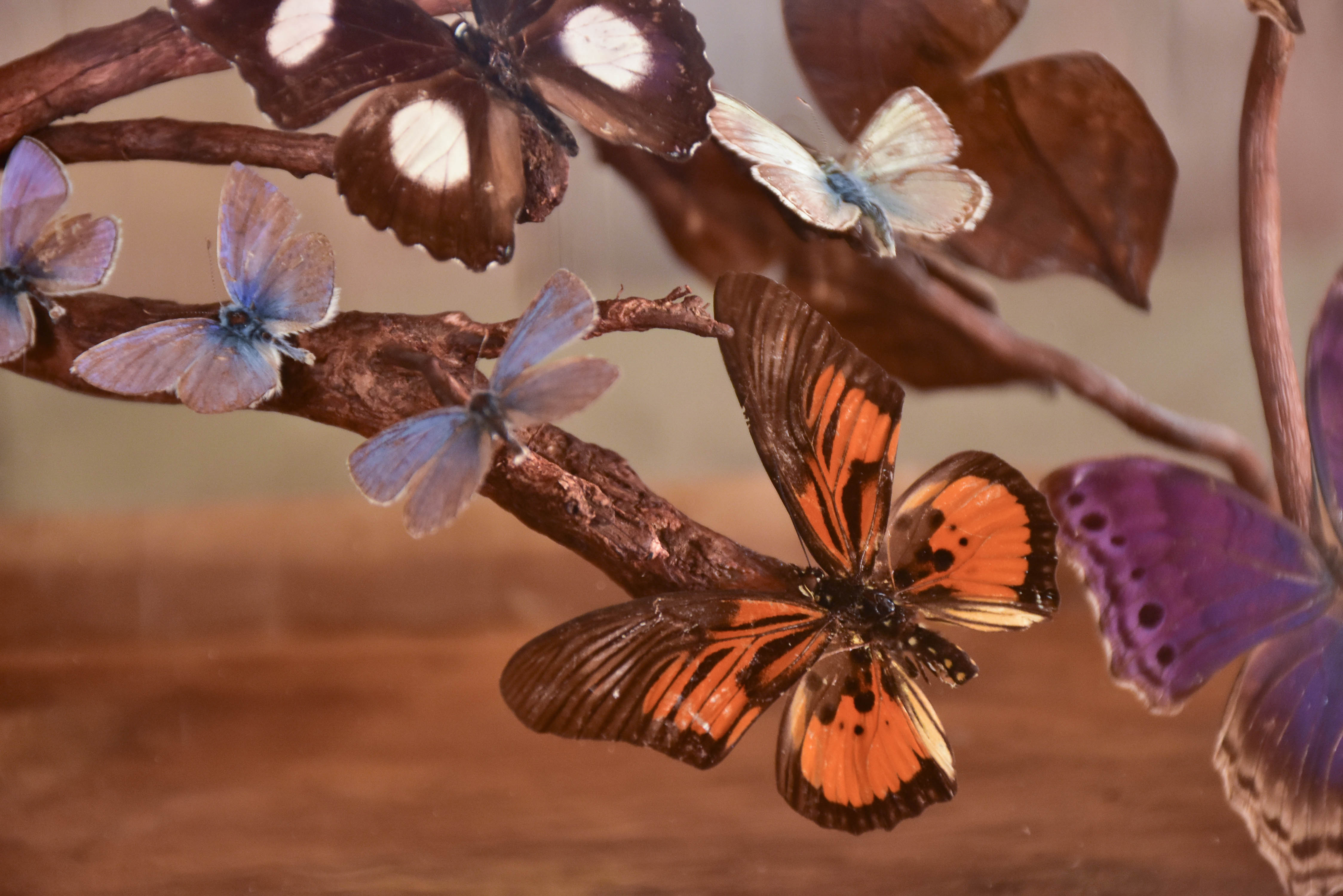 Napoleon III glass dome with butterflies
