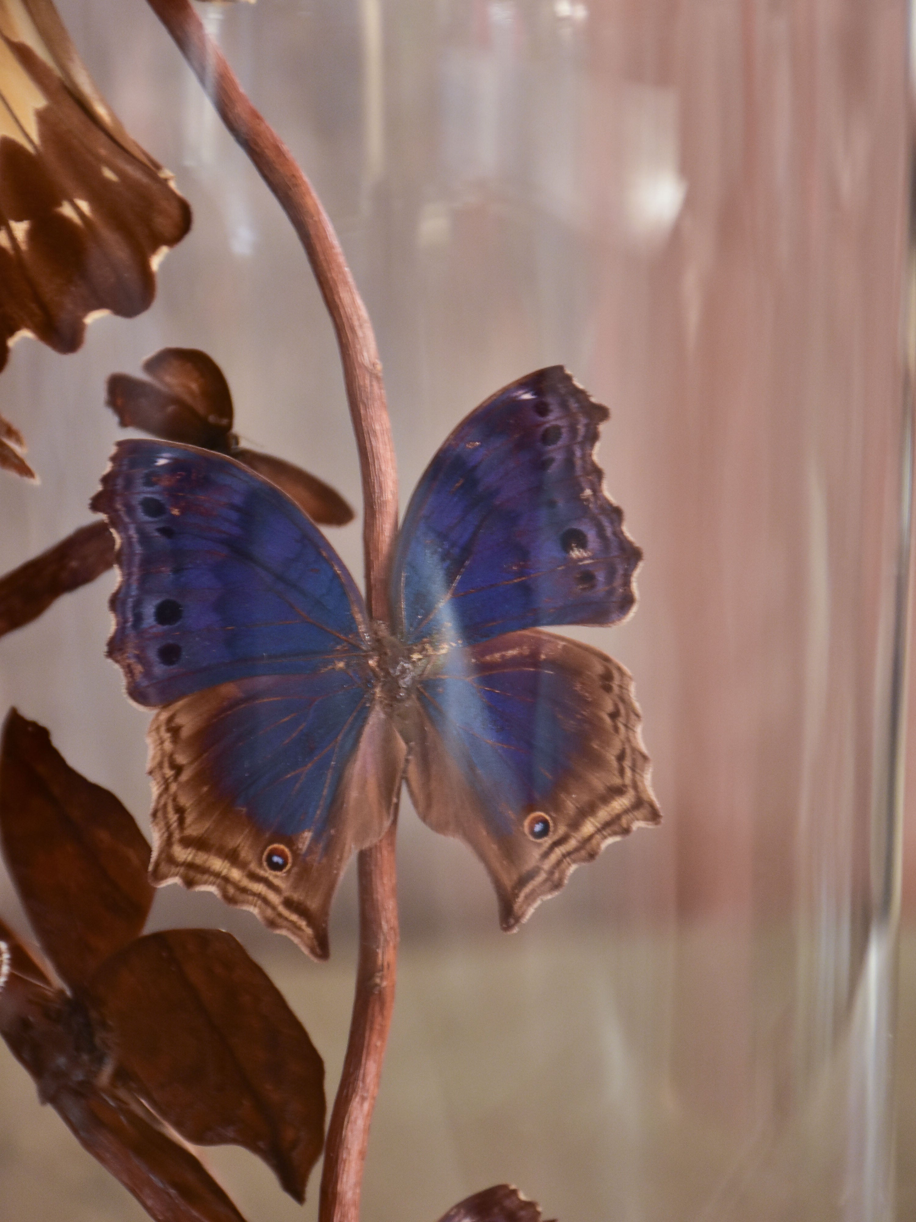 Napoleon III glass dome with butterflies