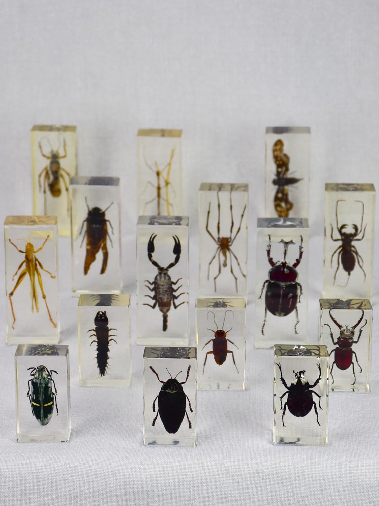 Collection of 15 preserved insects embedded in acrylic 2¾" - 4¼"