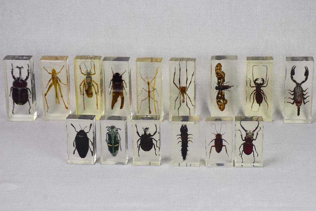 Collection of 15 preserved insects embedded in acrylic 2¾" - 4¼"