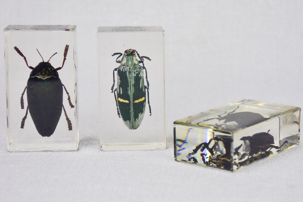 Collection of 15 preserved insects embedded in acrylic 2¾" - 4¼"