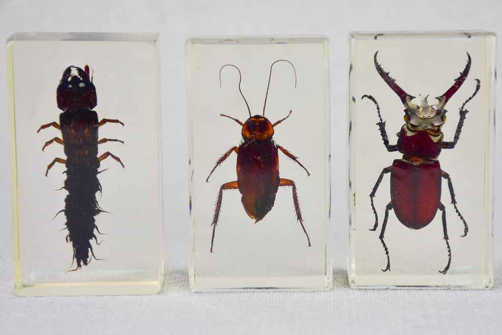 Collection of 15 preserved insects embedded in acrylic 2¾" - 4¼"