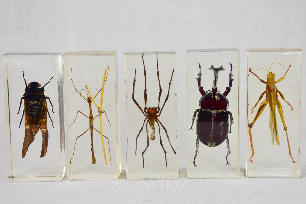 Collection of 15 preserved insects embedded in acrylic 2¾" - 4¼"