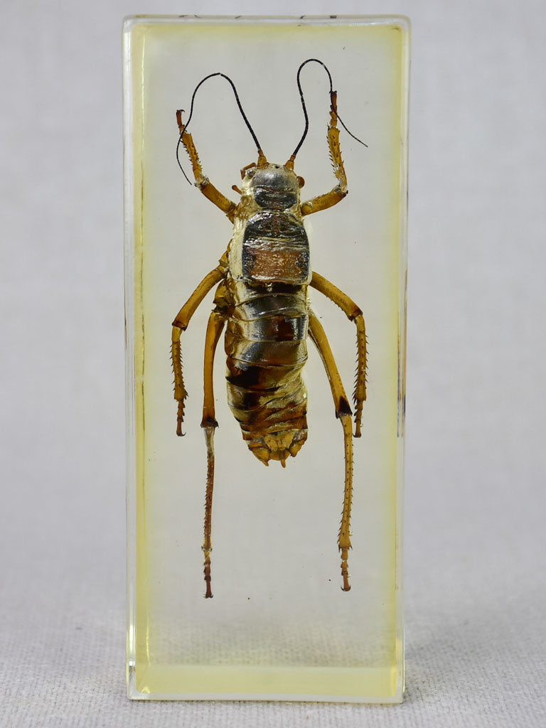 Collection of 15 preserved insects embedded in acrylic 2¾" - 4¼"
