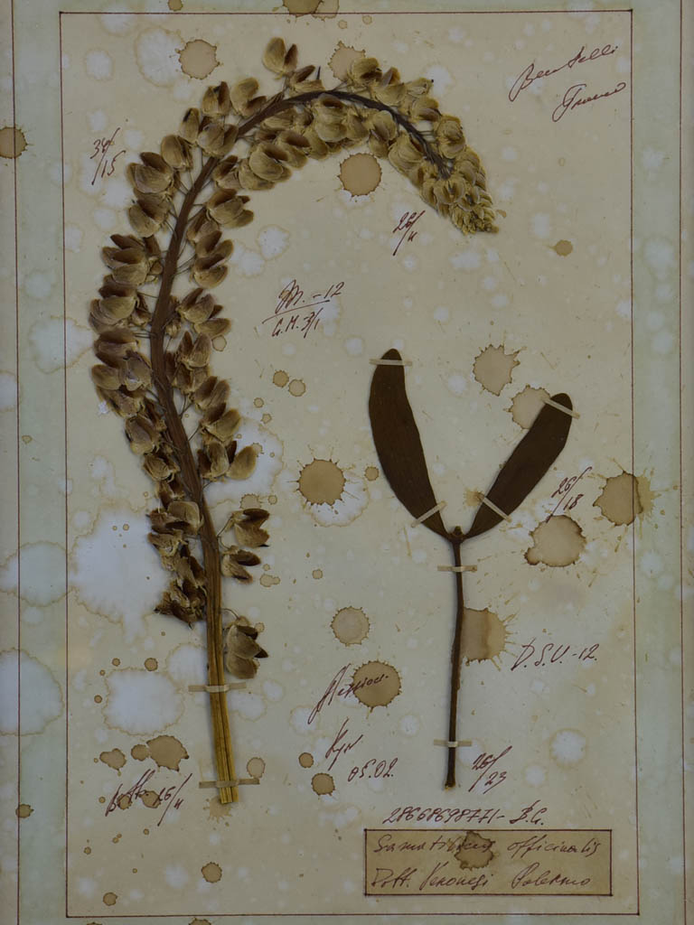 Four French pressed flower frames