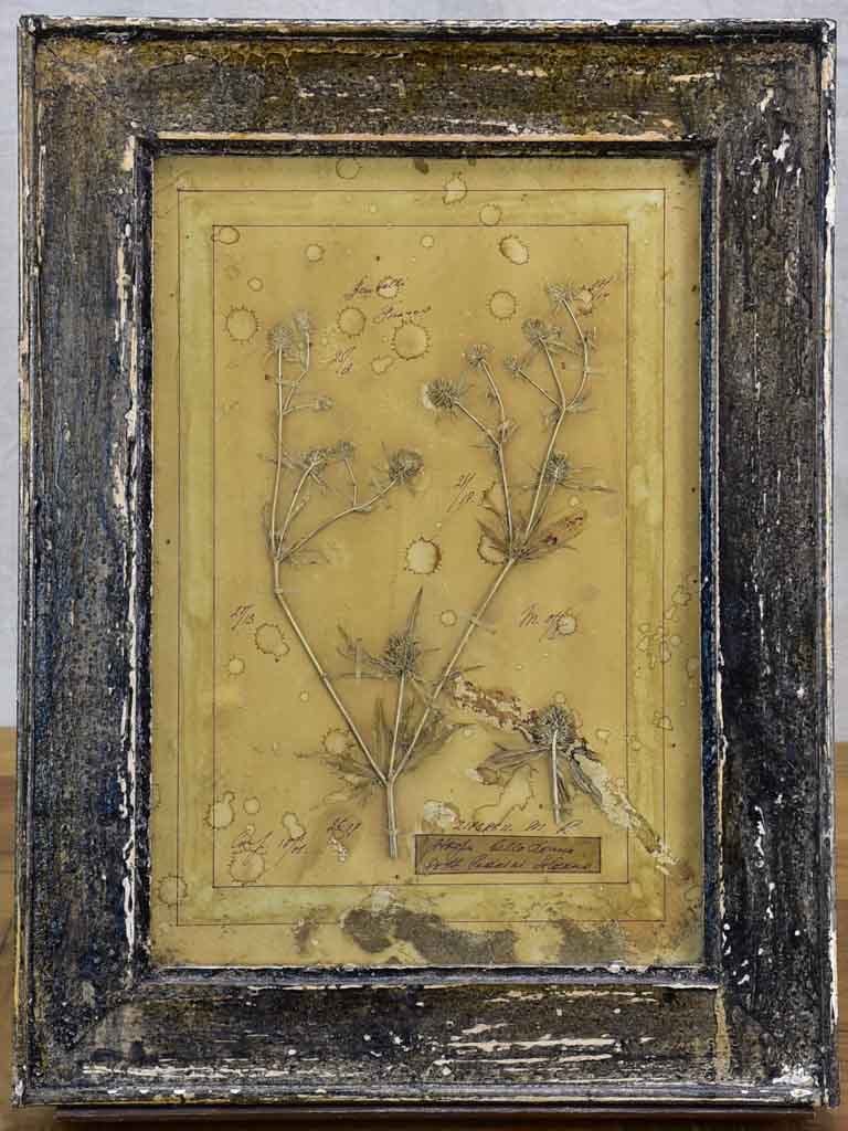Four French pressed flower frames