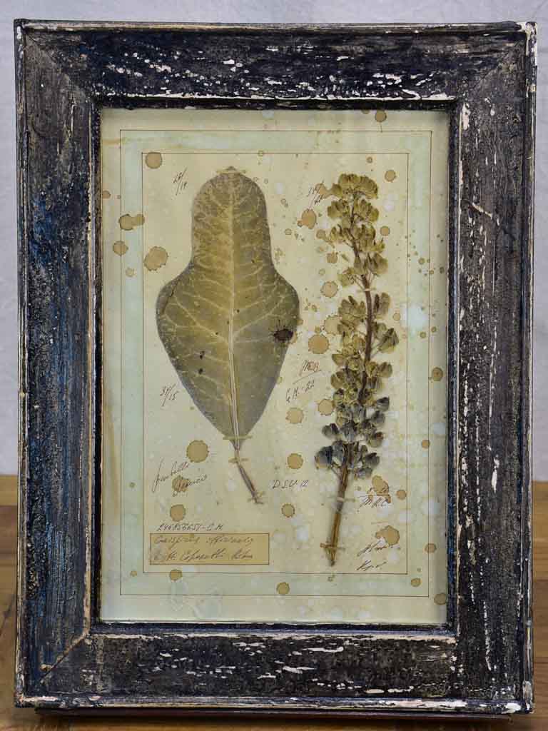 Four French pressed flower frames
