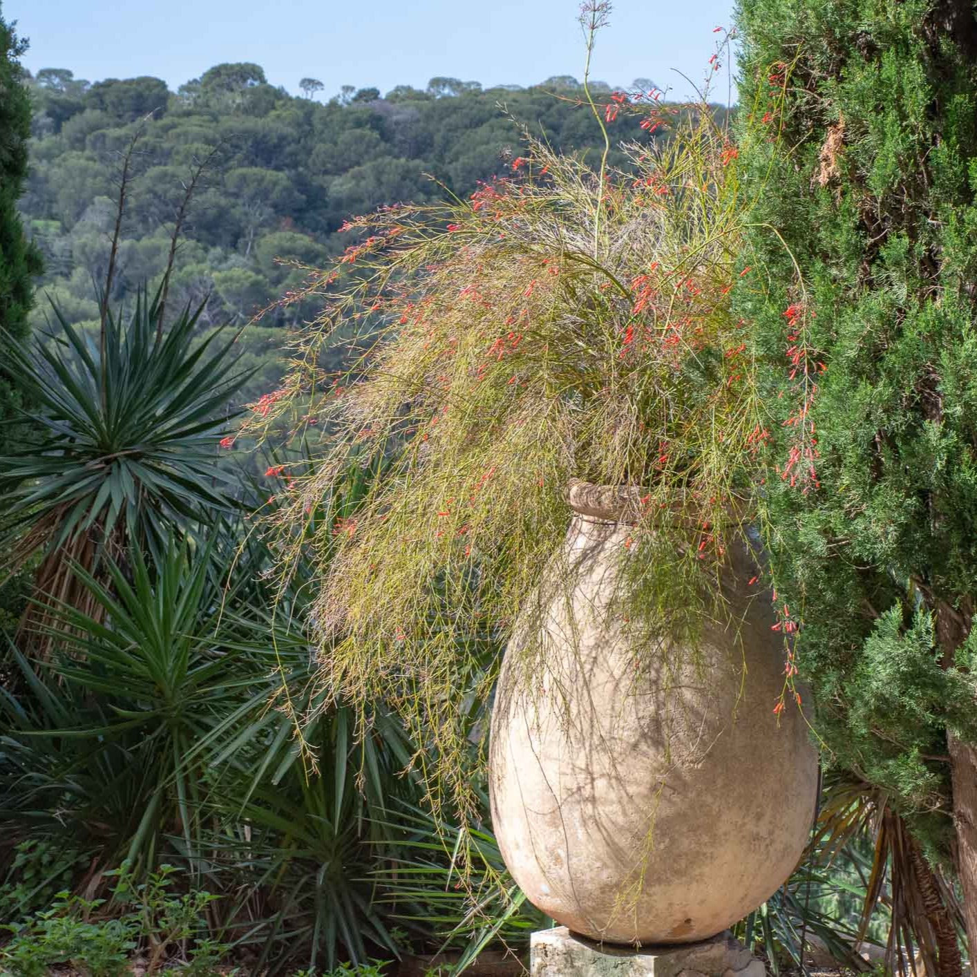 Antique French Olive Jars Biot Jars 