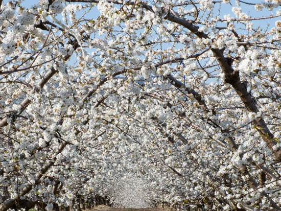 Stroll under pure white cherry blossom