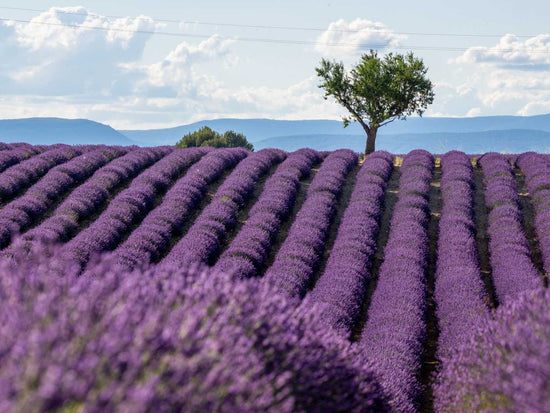 Absorbe the color of a boundless lavender field