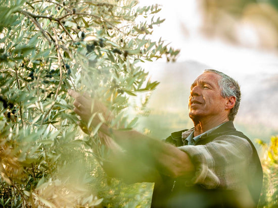 Experience the late autumn olive harvest