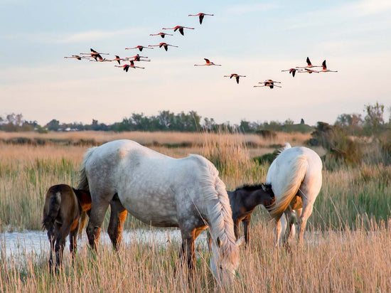 Spot pink flamingos and wild horses in the Camargue