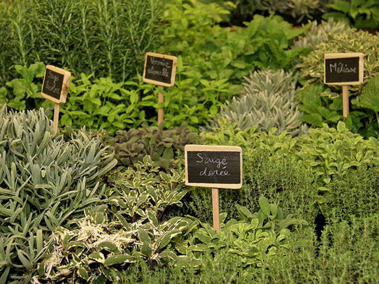 Pick the freshest Provençal herbs from your kitchen garden