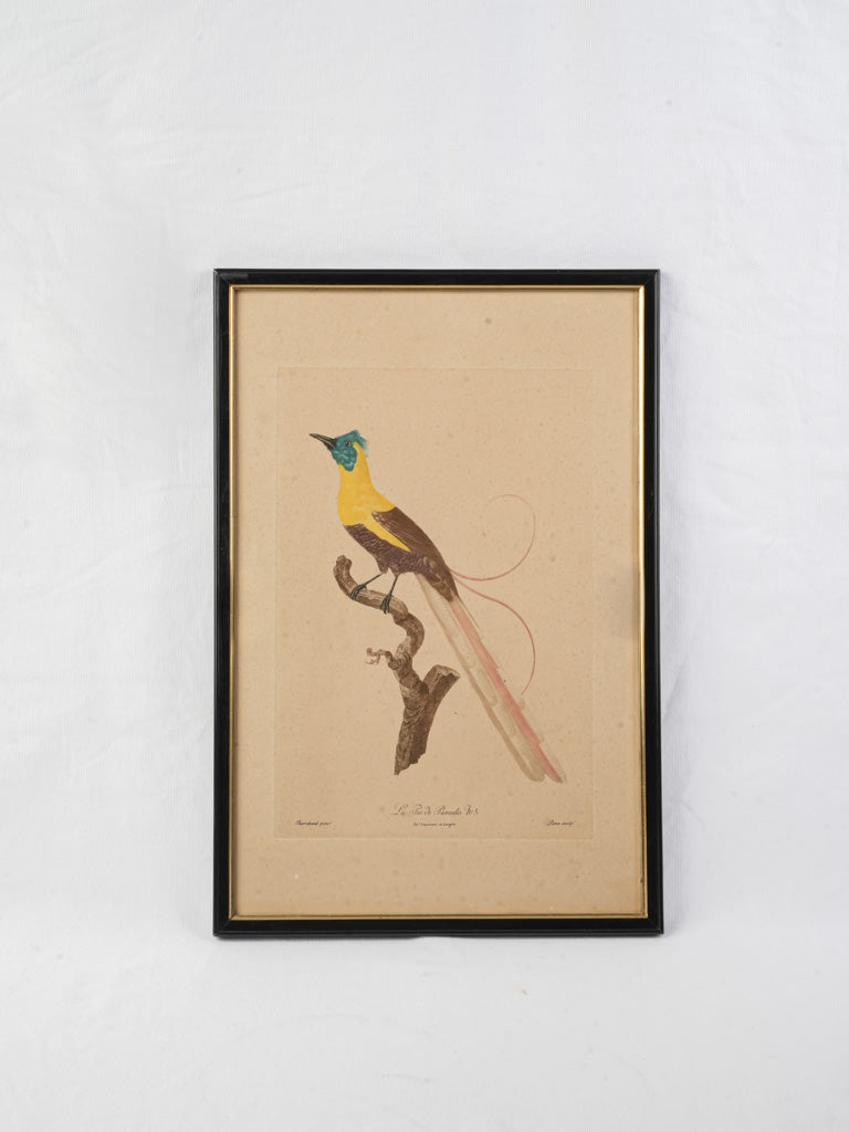 Timeless vintage bird print artwork  
