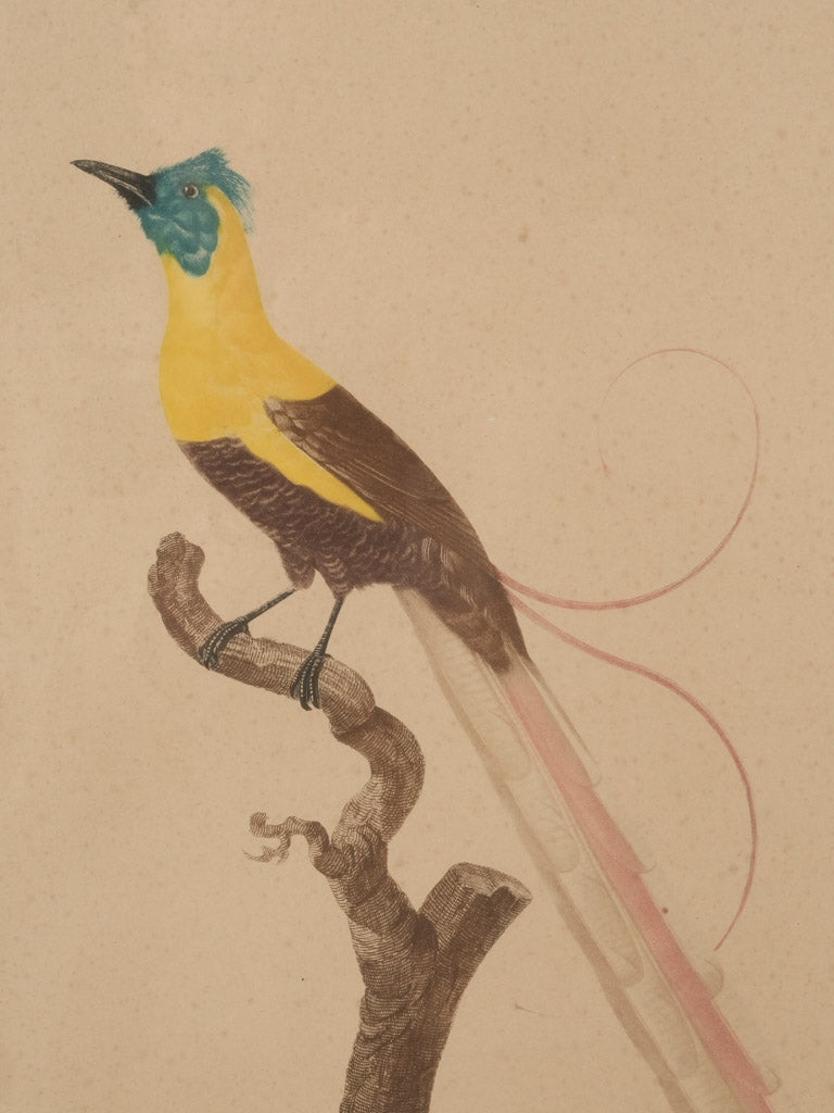 Elegant naturalist watercolour reproduction  