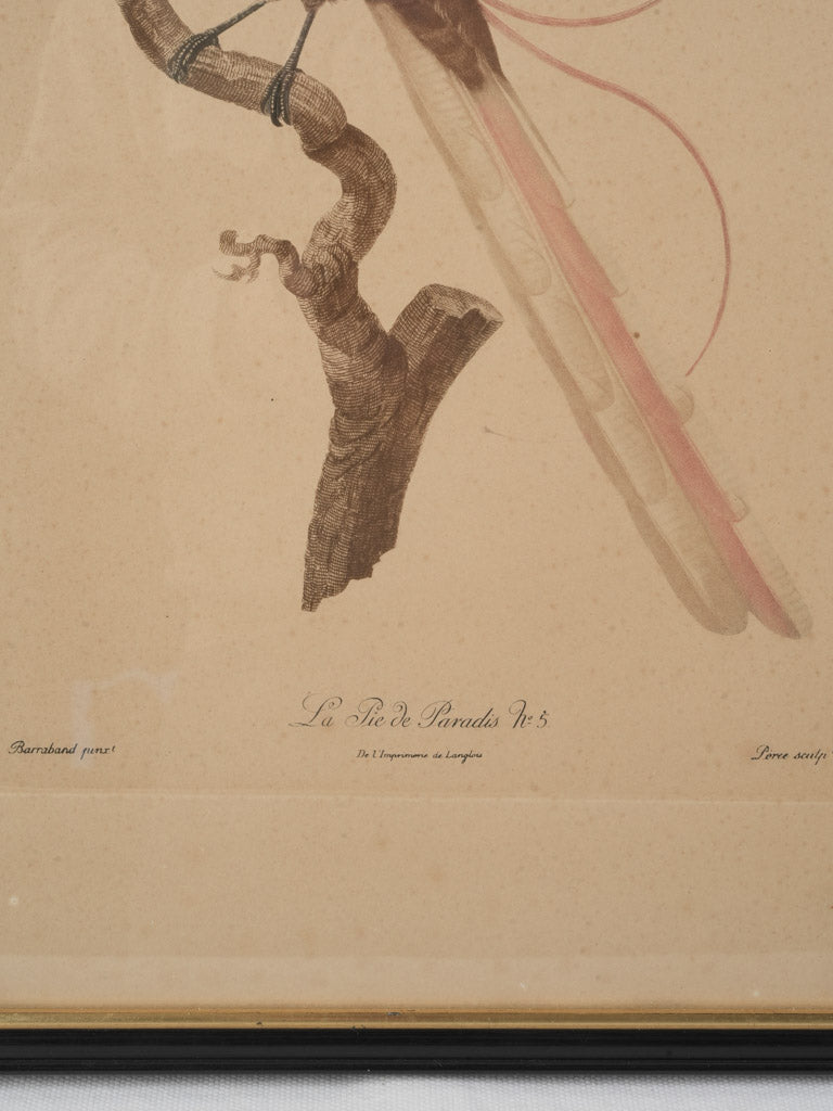 Exquisite French ornithological illustration  