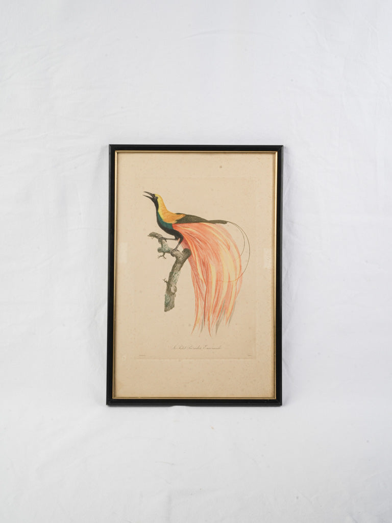 Vintage elegant ornithological print