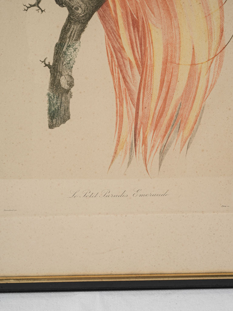 French refined bird artwork