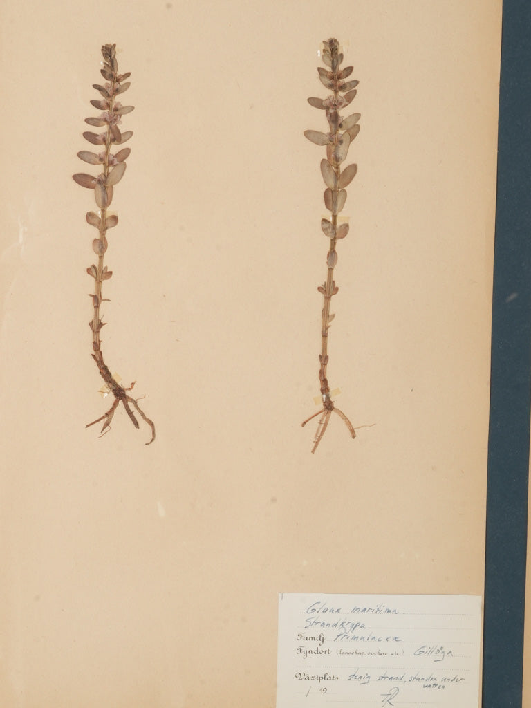 Mid-century oak herbarium collection  
