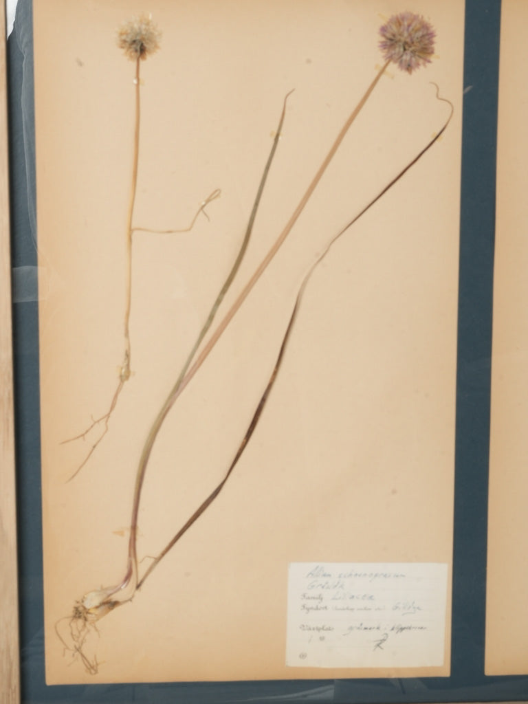 Structured mid-century plant exhibit  