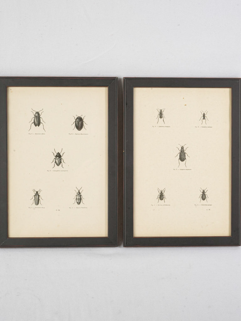 Vintage scientific illustration artwork collection