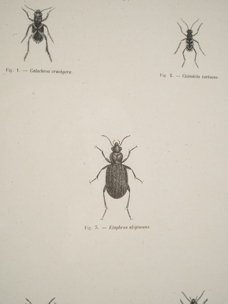 Antique-styled black-and-white prints