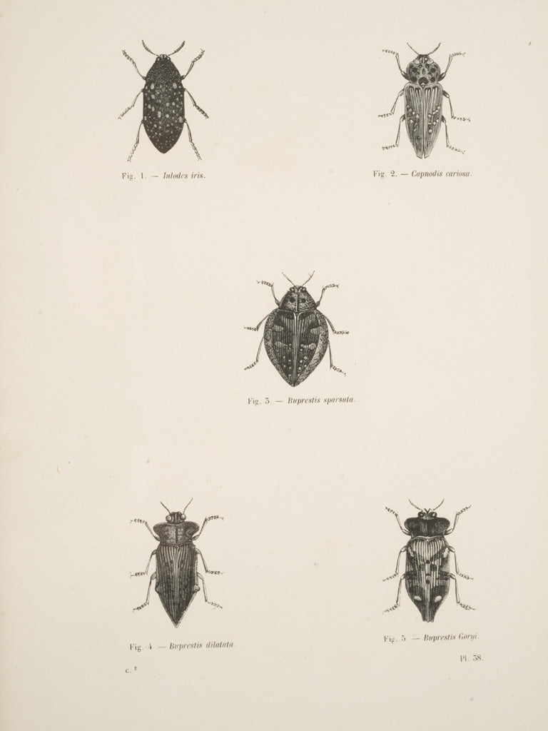 Classic entomological art framed set