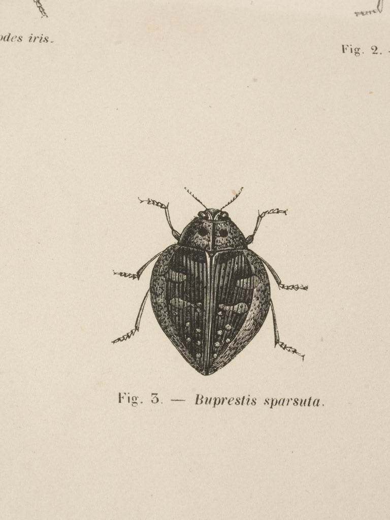 Elegant vintage scientific artwork prints
