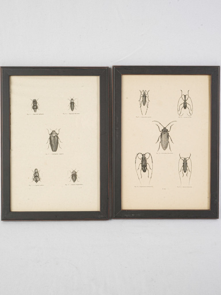 Intricate black-framed illustration series
