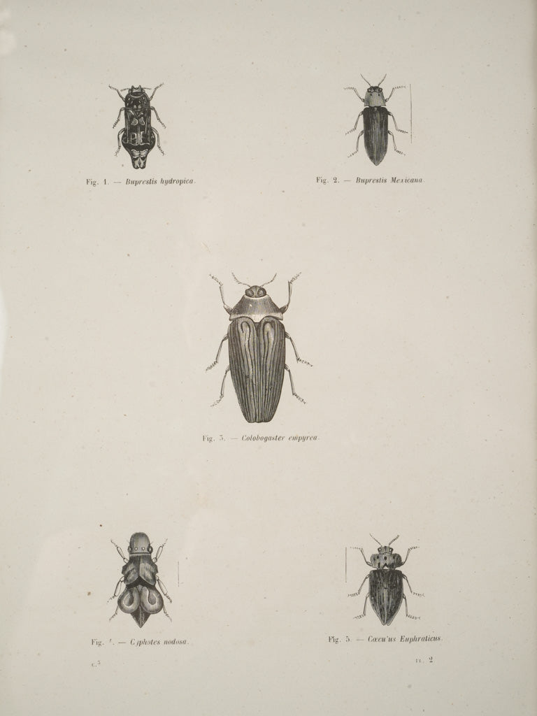 Traditional encyclopedia-style insect depictions