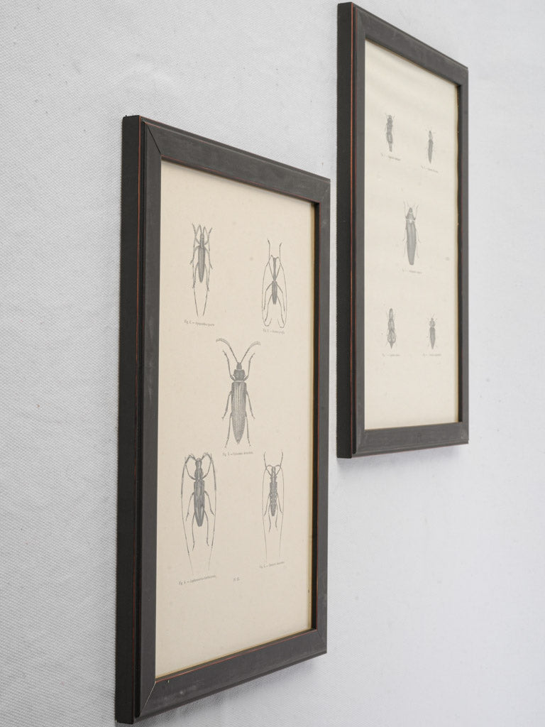 Collectible historical insect illustrations
