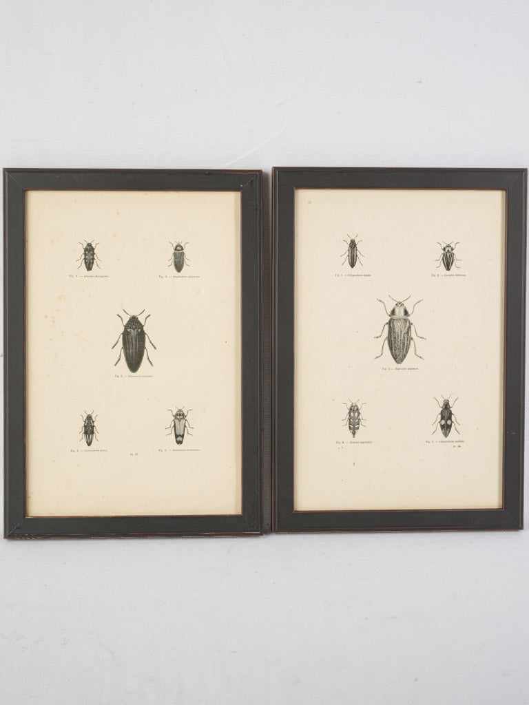Authentic encyclopedia insect prints