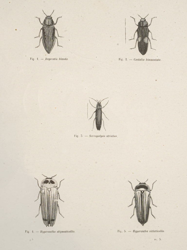 Authentic 1900s insect artworks