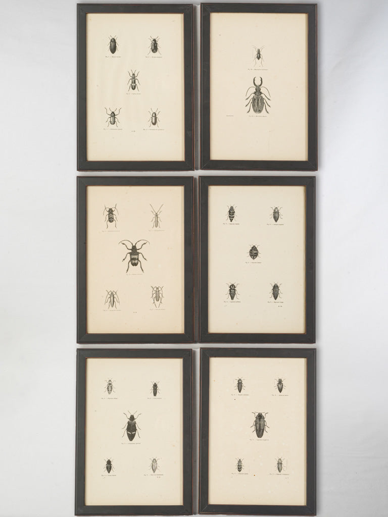 Antique finely detailed engravings