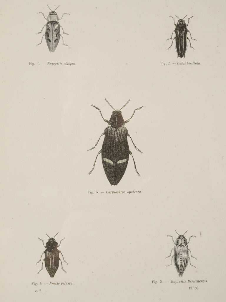 Intricate Latin-labeled illustrations