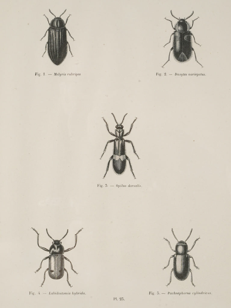 Charming aged entomology decor