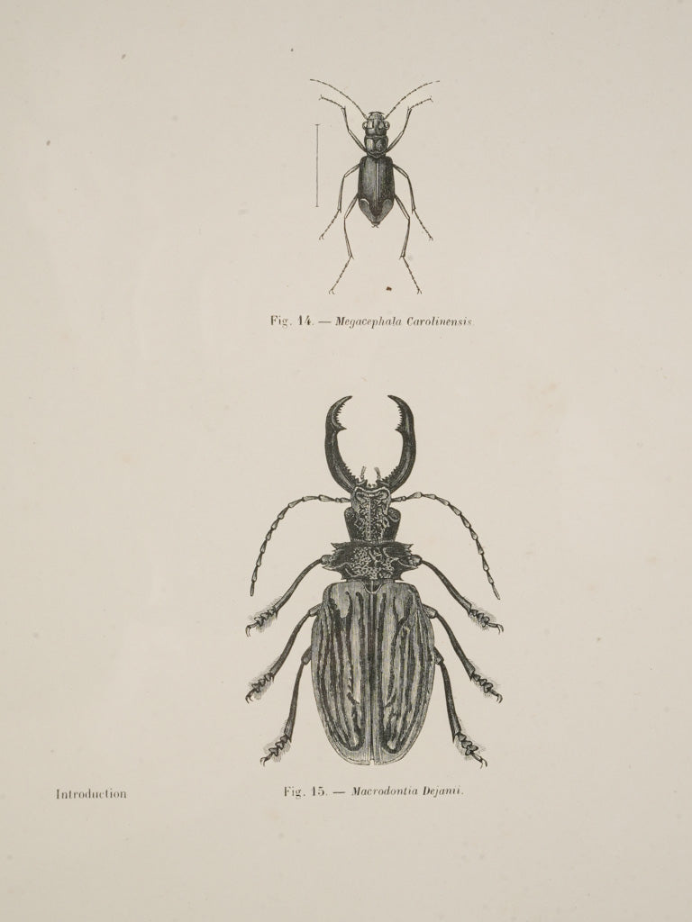 Timeless intellectual flair engravings