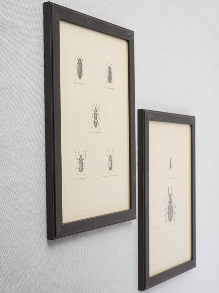 Natural history curiosity set