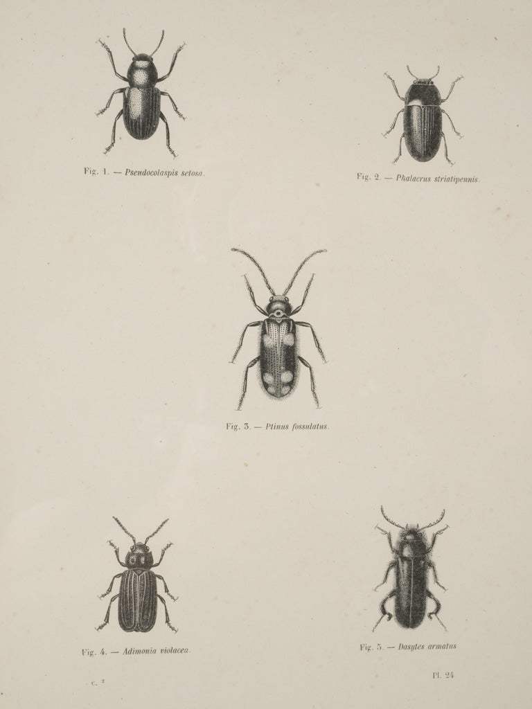 Elegant black-framed insect prints