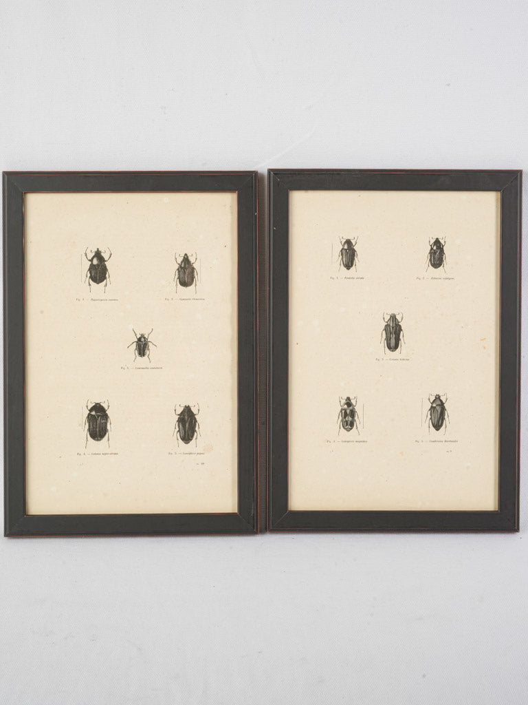 Historic scientific illustration collection