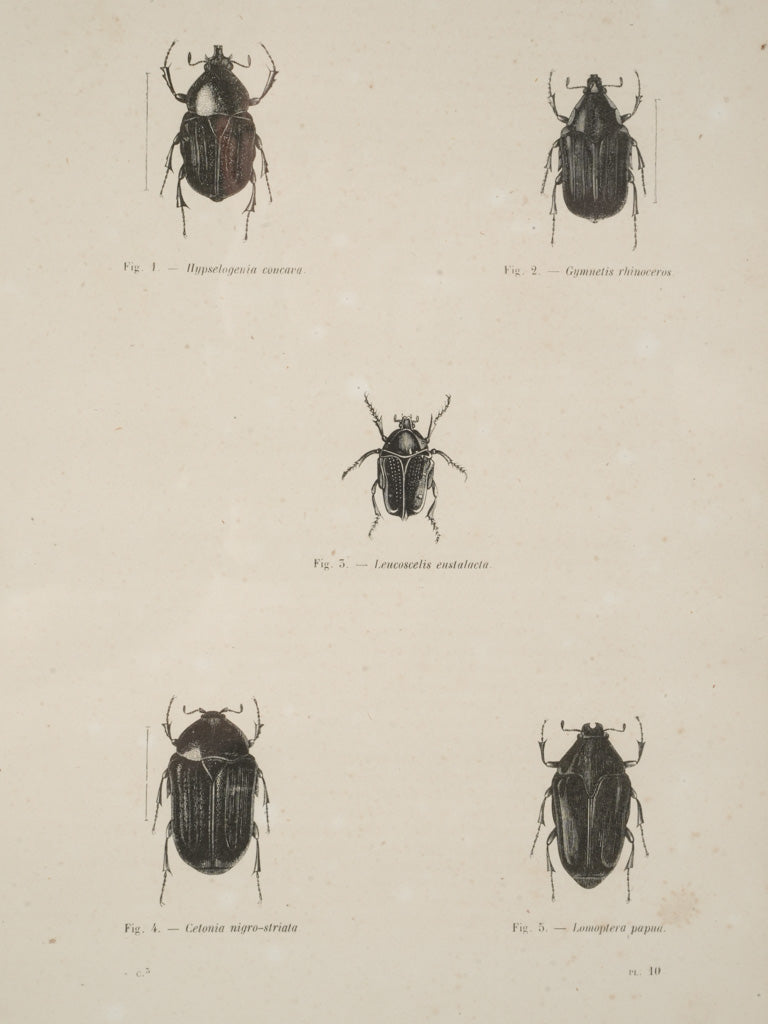 Meticulously detailed insect artwork
