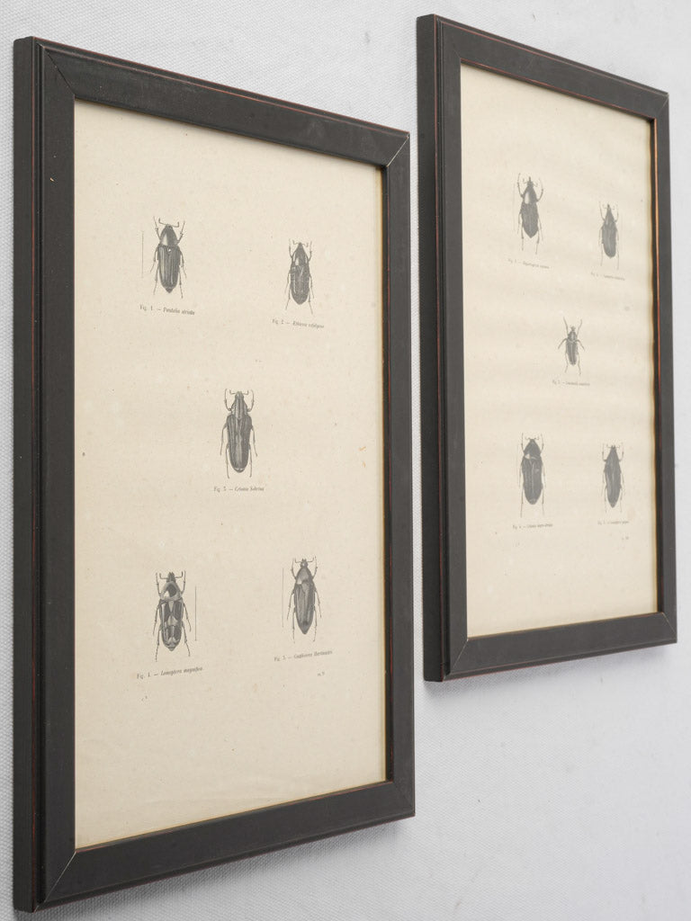 Intricately illustrated Latin-name engravings